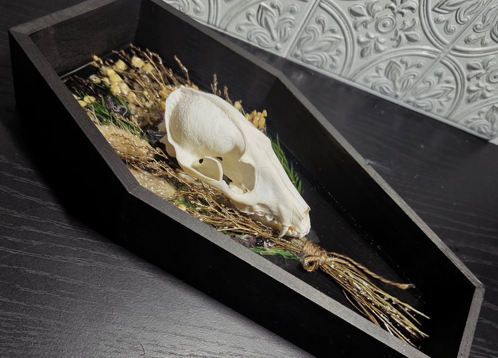 Handcrafted Raccoon Skull & Botanical Memento Mori in Shadow Box Coffin