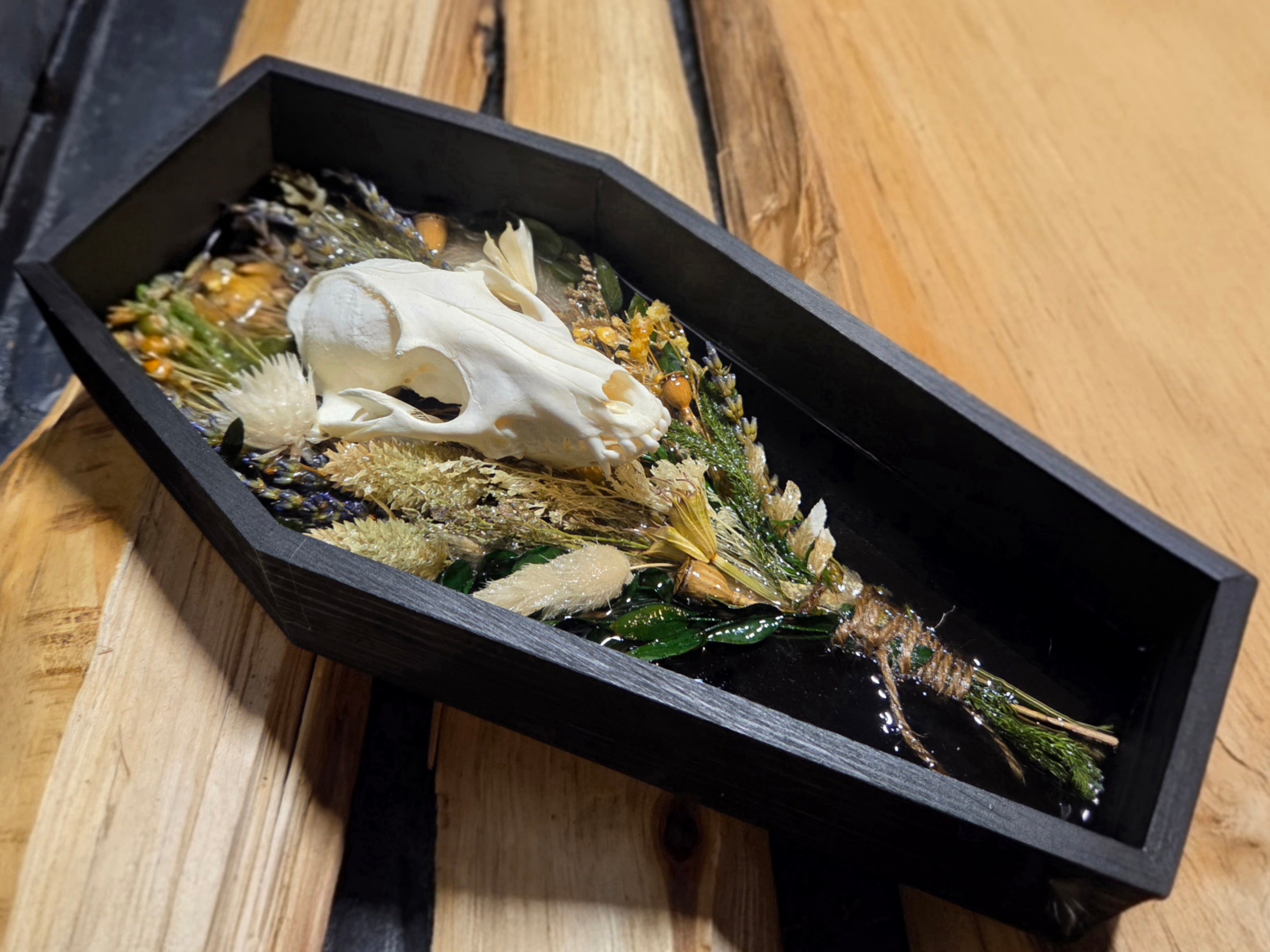 The Golden Meadow Procyon