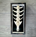 Articulated Deer Vertebrae