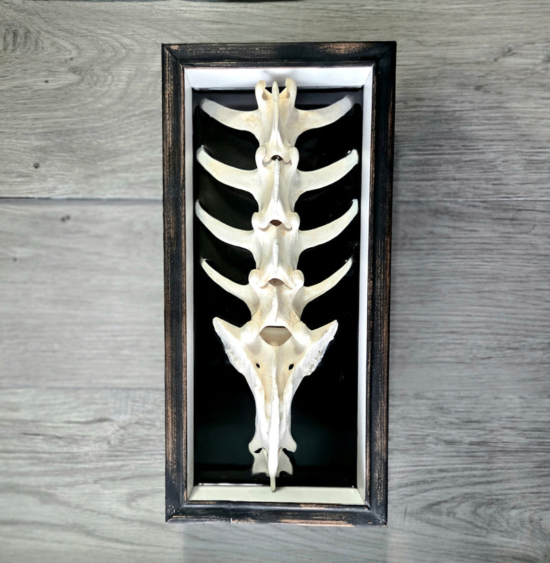 Articulated Deer Vertebrae