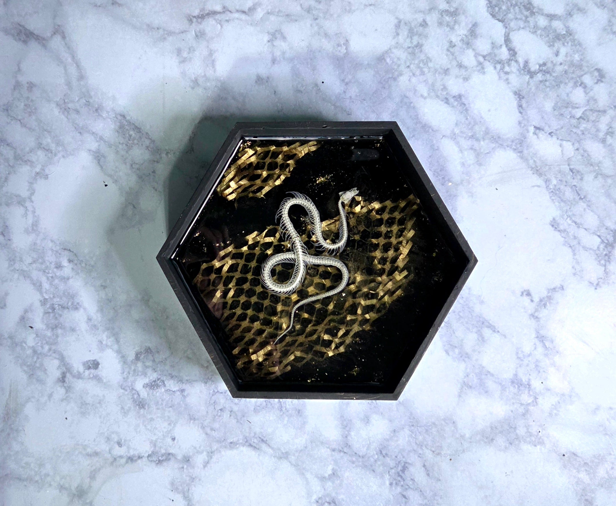 Serpent XXXI
