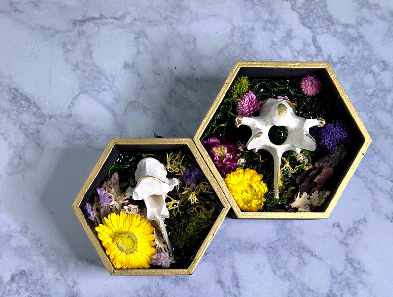 The Wildwood Vertebrae Set of 2