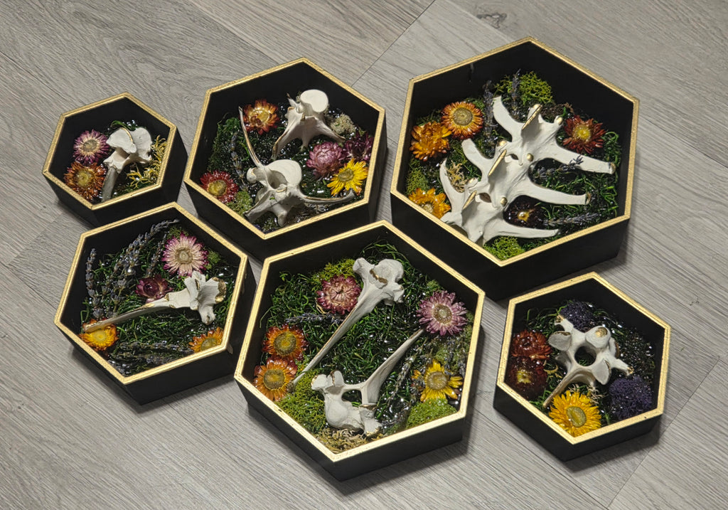 The Wildwood Vertebrae Set