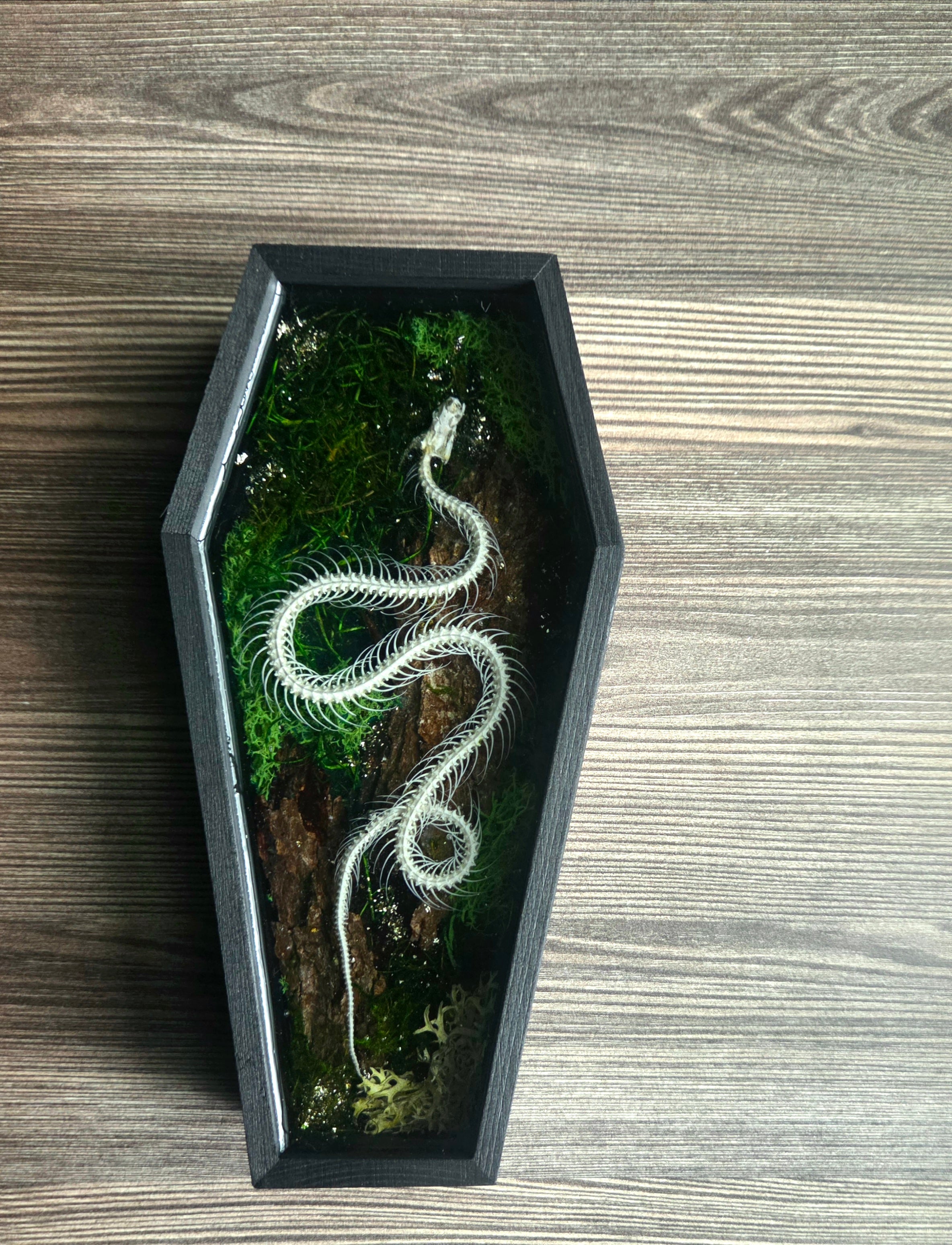 Serpent XXI