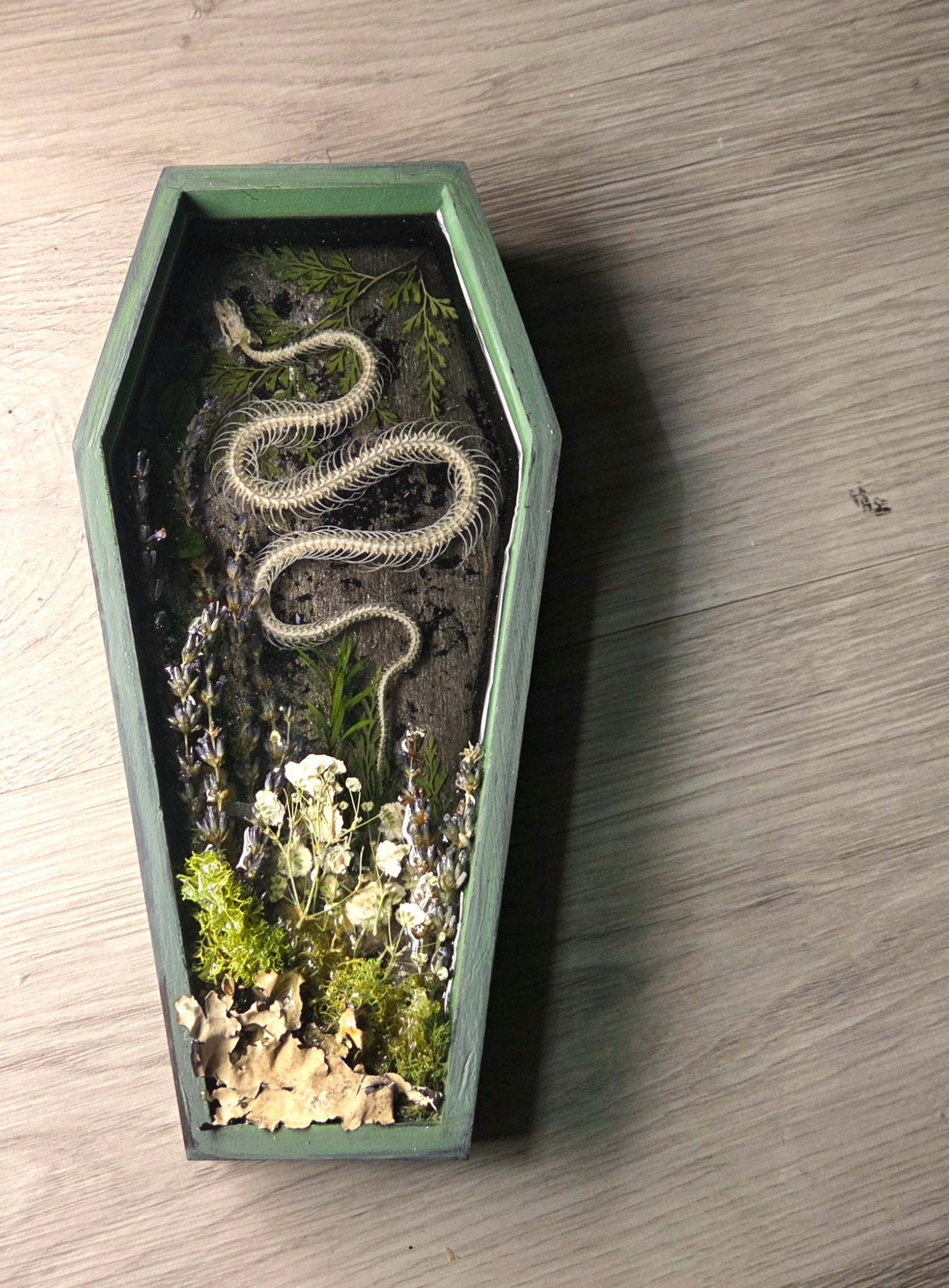 Serpent XXV