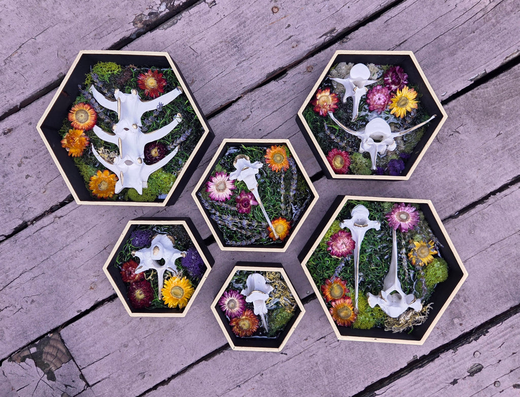 The Wildwood Vertebrae Set