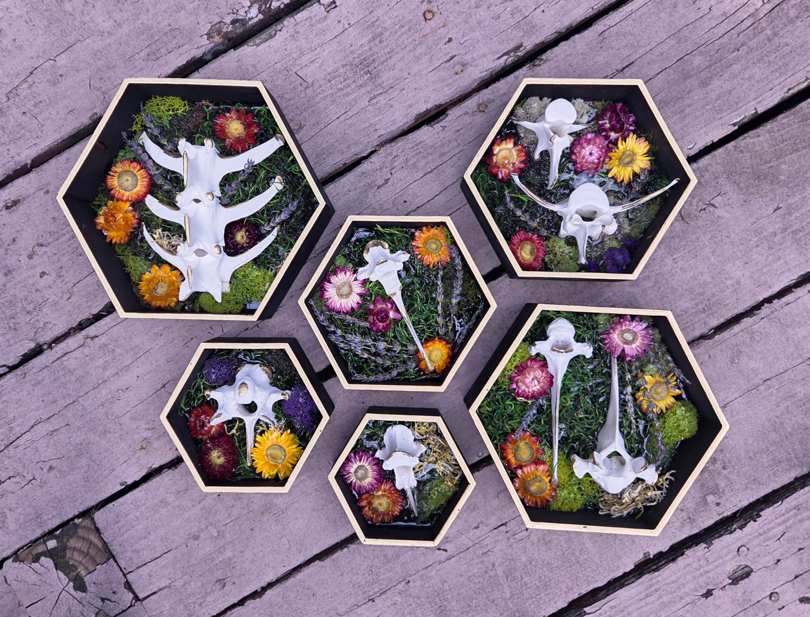 The Wildwood Vertebrae Set